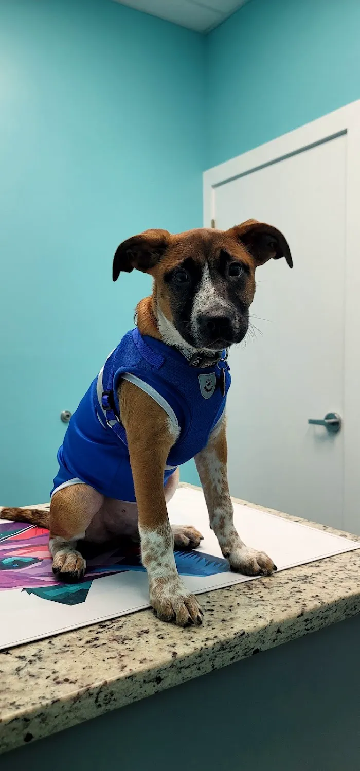 Islandside Veterinary Care and Surgical Center 12