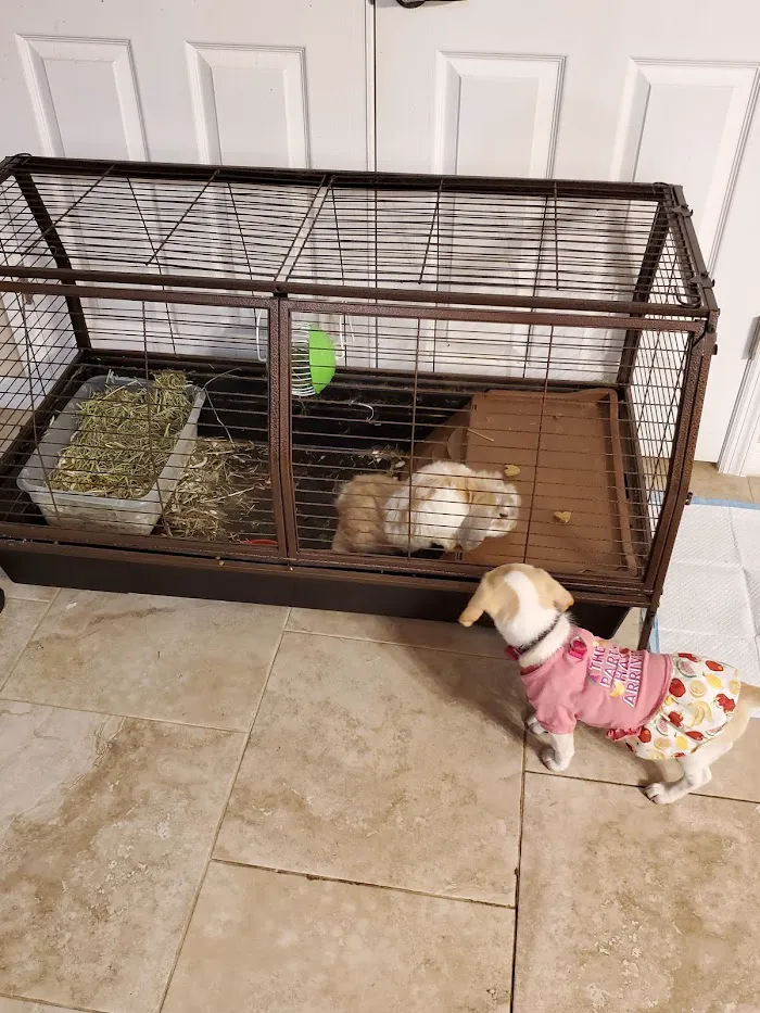 Small Animal Hospital 12