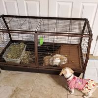 Small Animal Hospital ico