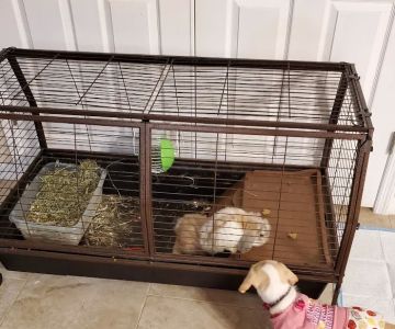 Small Animal Hospital