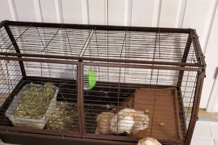 Small Animal Hospital