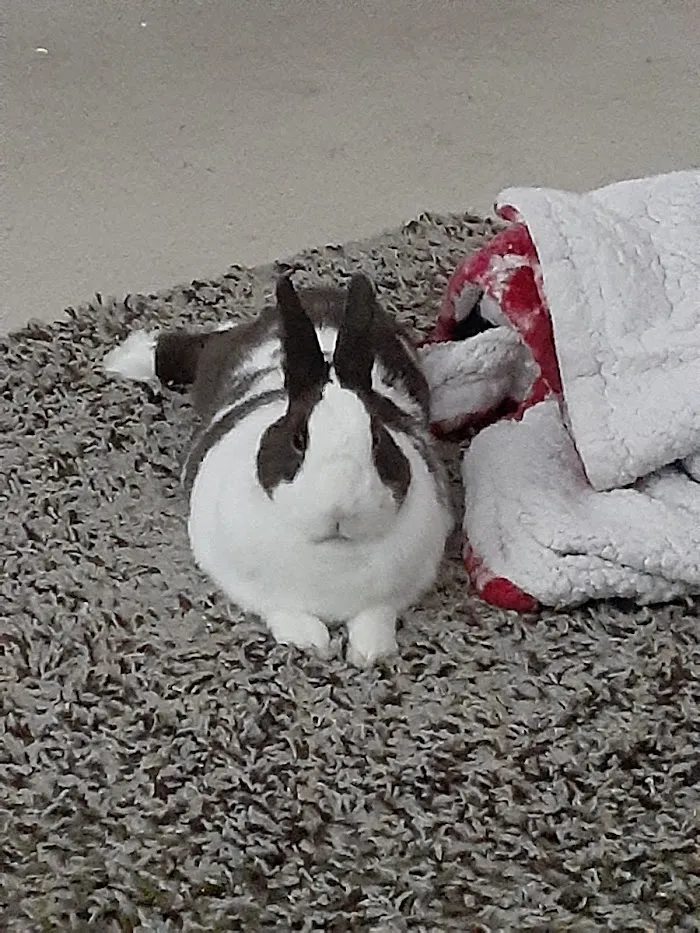 Small Animal Hospital 12