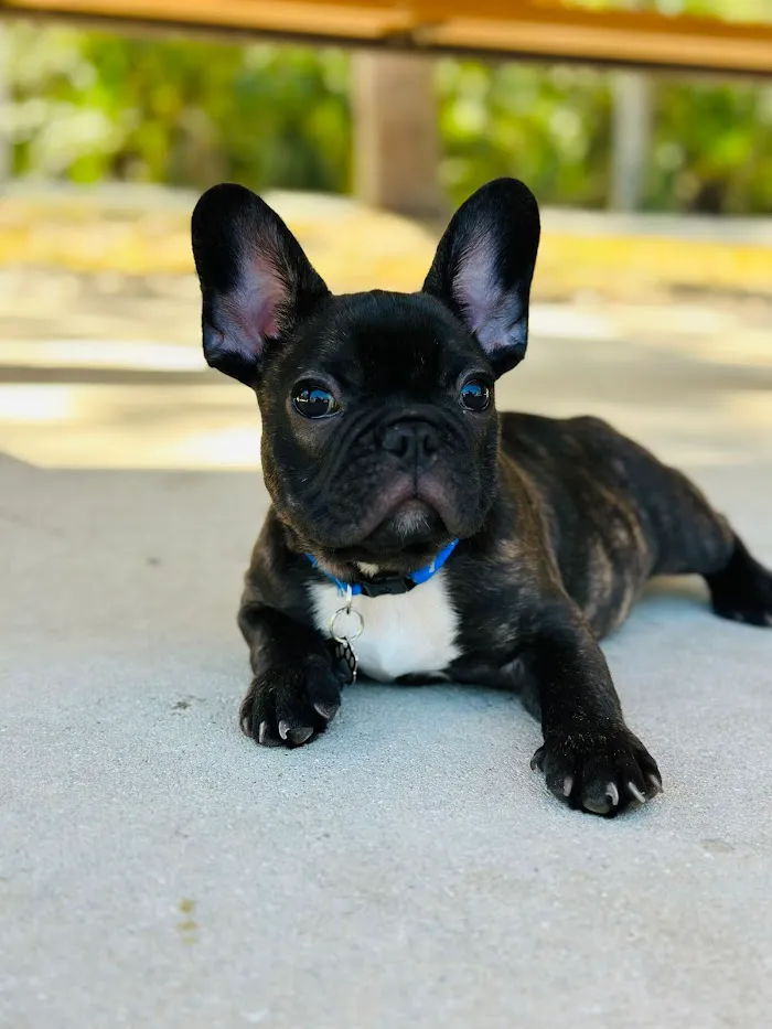 Fort Myers Animal Hospital 12