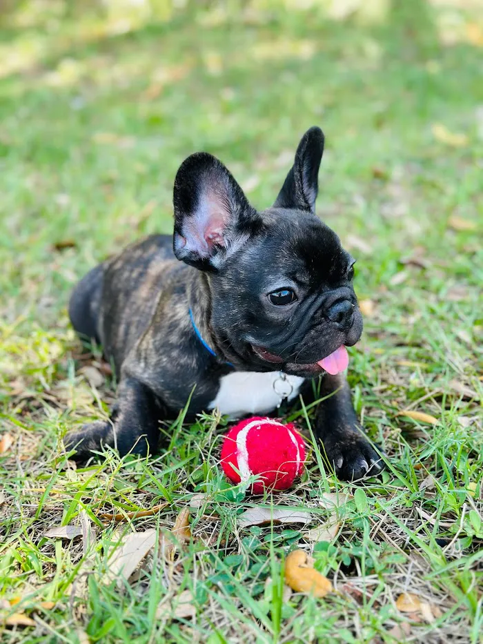 Fort Myers Animal Hospital 12
