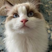 Cat Hospital of Fort Myers ico