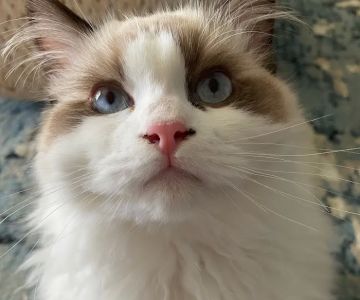 Cat Hospital of Fort Myers