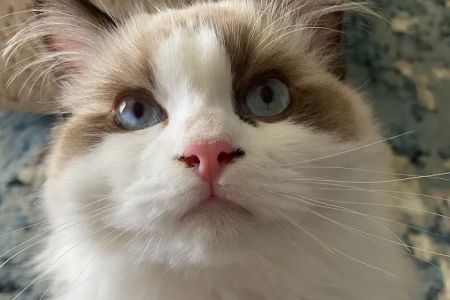 Cat Hospital of Fort Myers