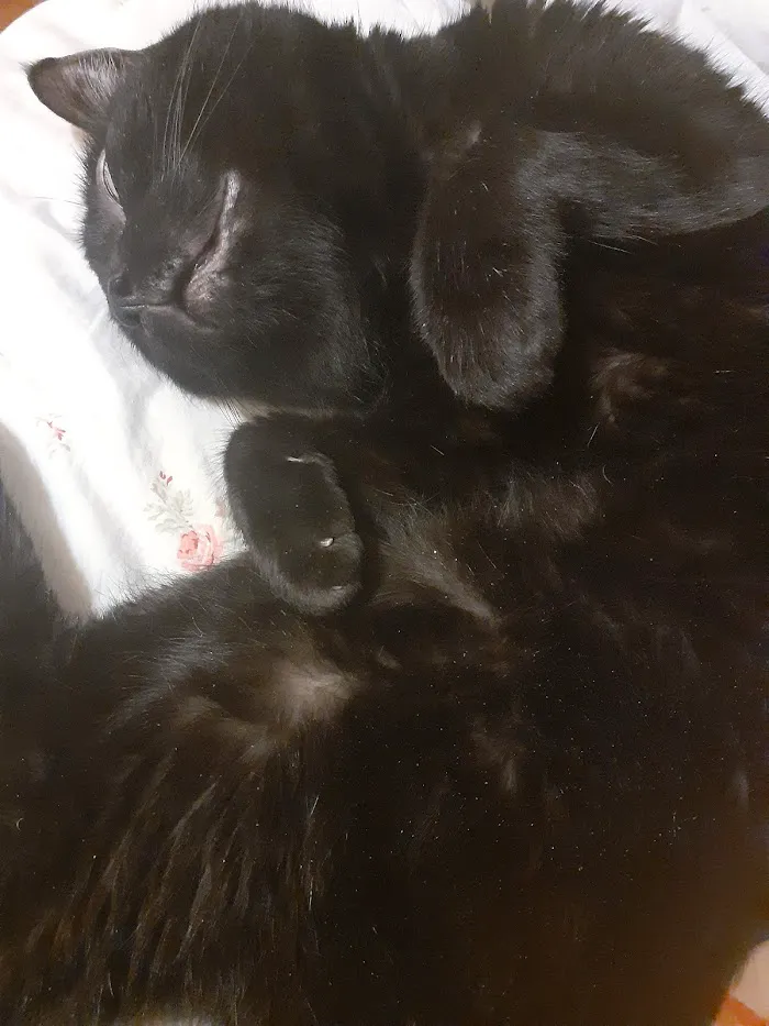 Cat Hospital of Fort Myers 12