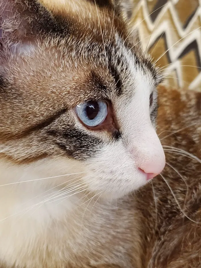 Cat Hospital of Fort Myers 12