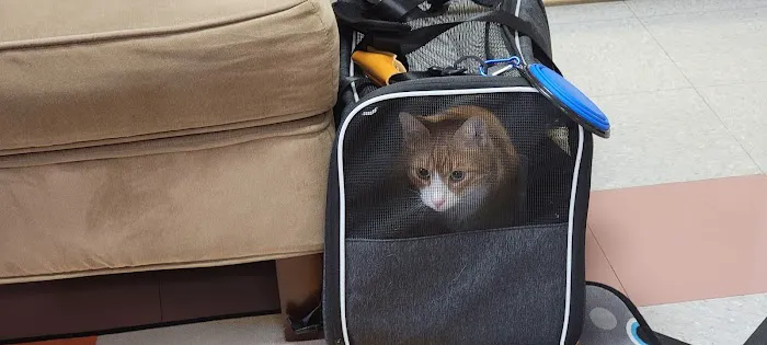 Cat Hospital of Fort Myers 12