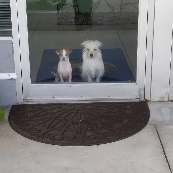 Pet Wellness Center LLC 12