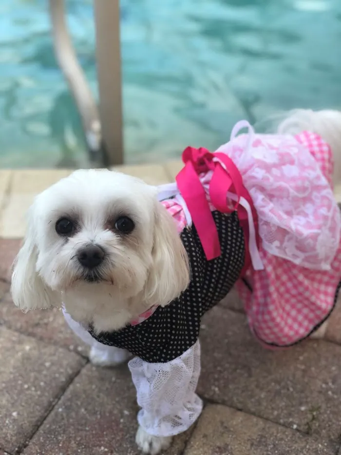 Pet Wellness Center LLC 12
