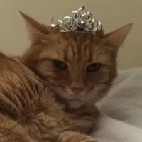 Pet Wellness Center LLC ico