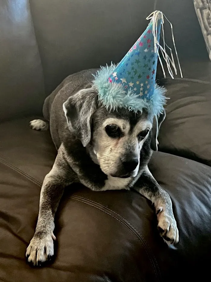 Pet Wellness Center LLC 12