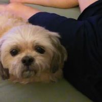 Big Cypress Animal Clinic ico
