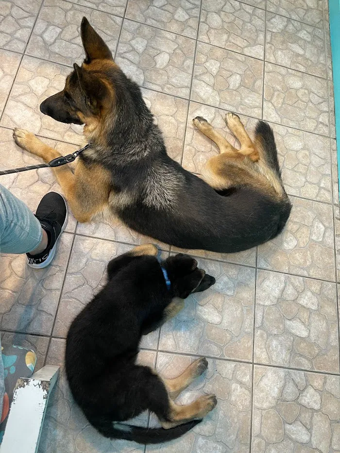 Big Cypress Animal Clinic 12