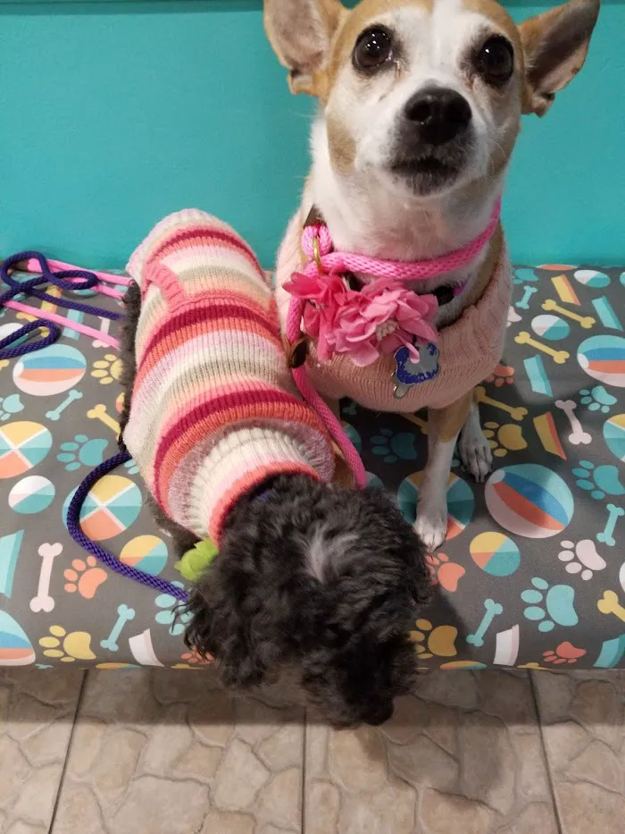Big Cypress Animal Clinic 12