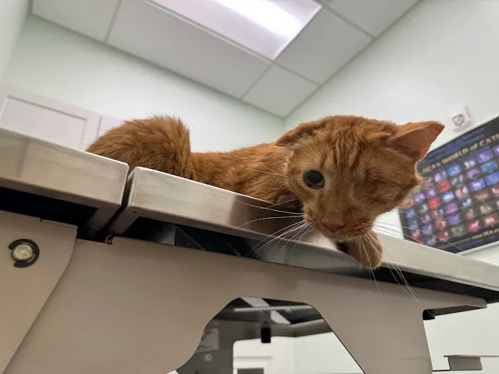 Harborside Animal Clinic 8