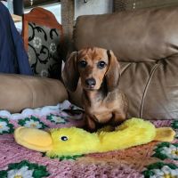 The Animalife Veterinary Center at Eagle Creek ico