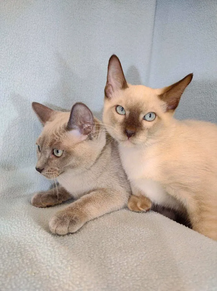 Cat Care Clinic of Naples 12