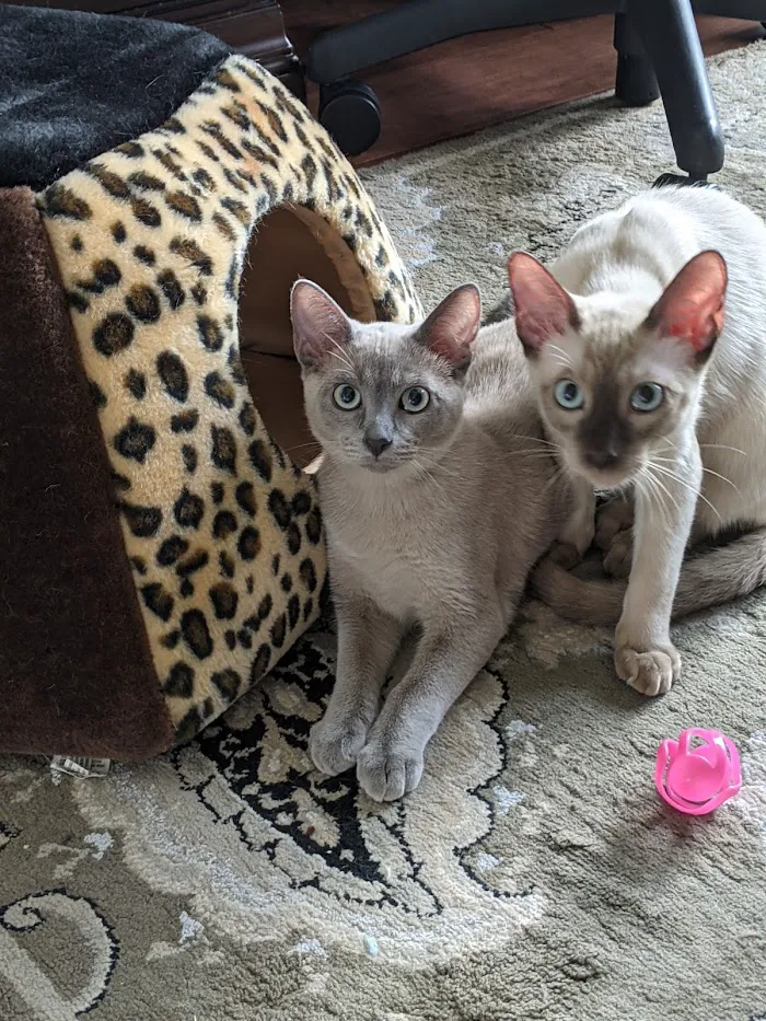 Cat Care Clinic of Naples 12