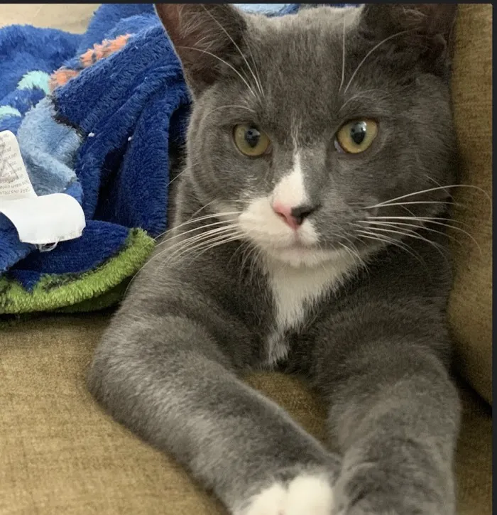 Cat Care Clinic of Naples 12