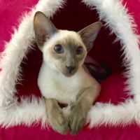 Cat Care Clinic of Naples ico