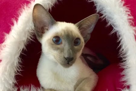 Cat Care Clinic of Naples