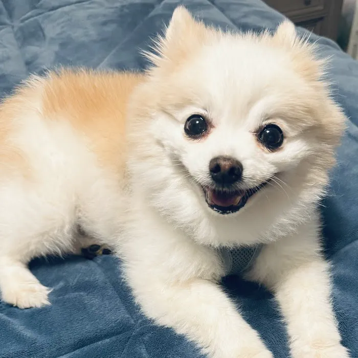 Pet Dental Center 12