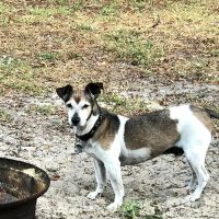 Pet Dental Center ico