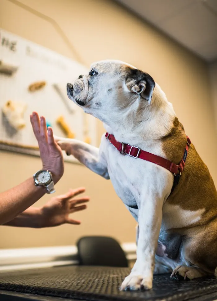 Pet Dental Center 12