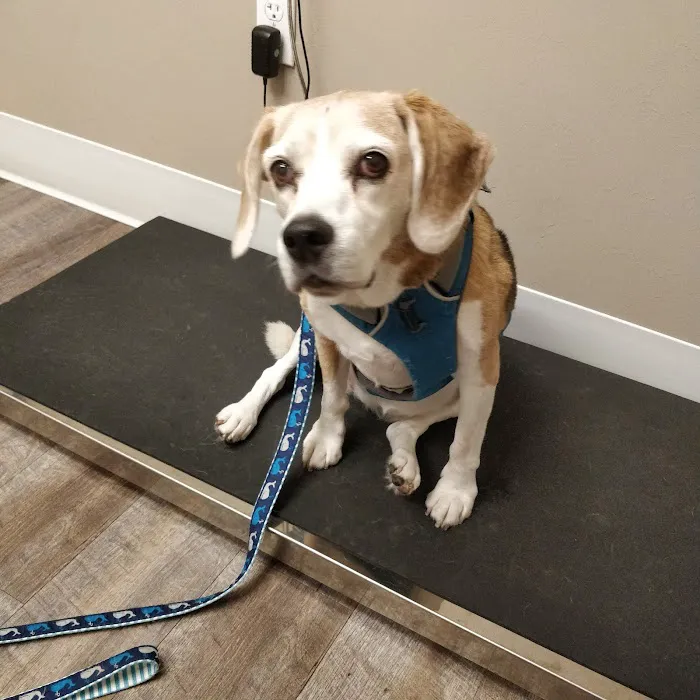 Pet Dental Center 12