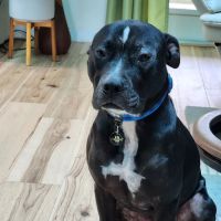 Animal Dermatology & Allergy ico