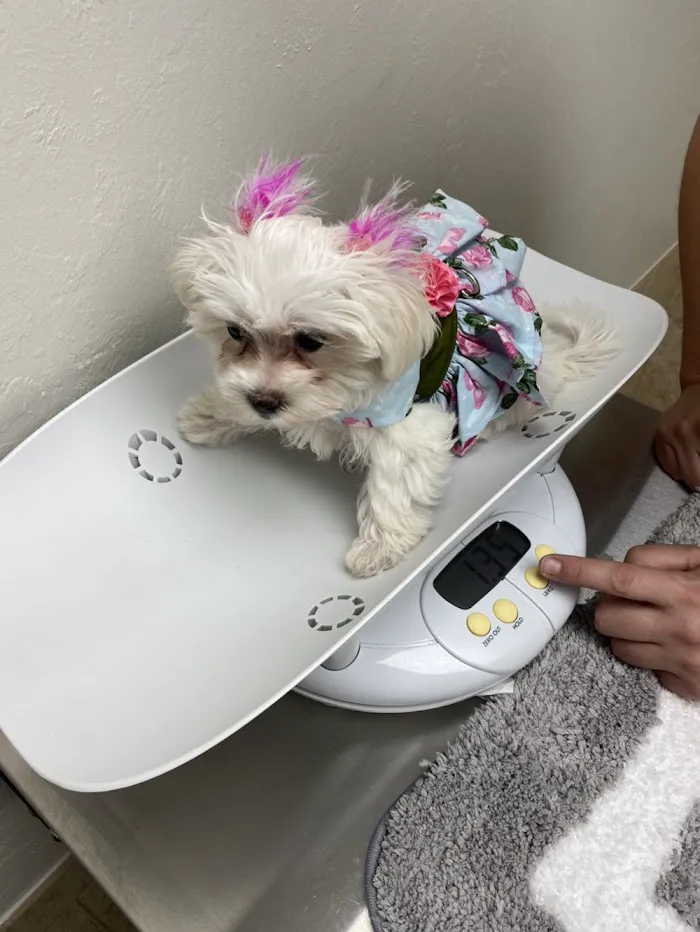 Grace Veterinary Center 12