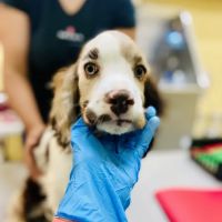 Grace Veterinary Center ico