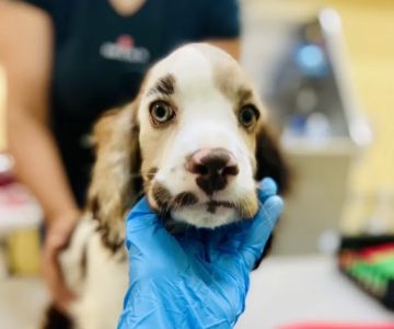 Grace Veterinary Center