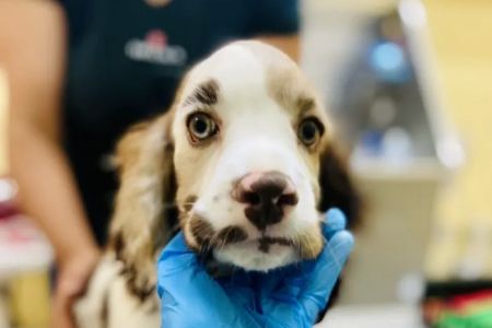 Grace Veterinary Center
