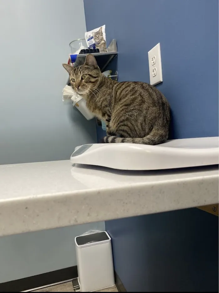 PetWellClinic - Fort Myers 12