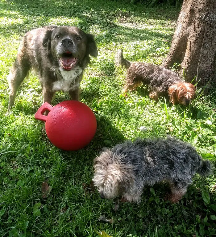 Best Friends Animal Hospital 12