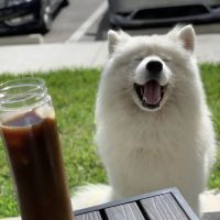 Just 4 Pets Wellness Center ico