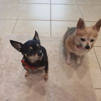 Daniels Parkway Animal Hospital: Hendon, Barry DVM ico