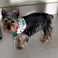 Banfield Pet Hospital ico