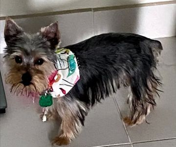 Banfield Pet Hospital