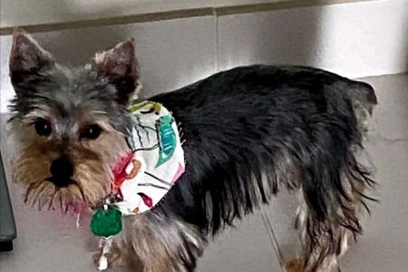 Banfield Pet Hospital