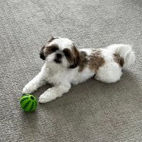 Mc Gregor Boulevard Veterinary: Jones Lura DVM ico