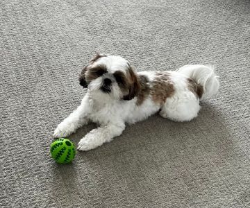 Mc Gregor Boulevard Veterinary: Jones Lura DVM
