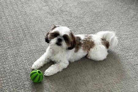 Mc Gregor Boulevard Veterinary: Jones Lura DVM
