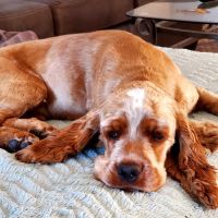 Viscaya Prado Veterinary Hospital ico
