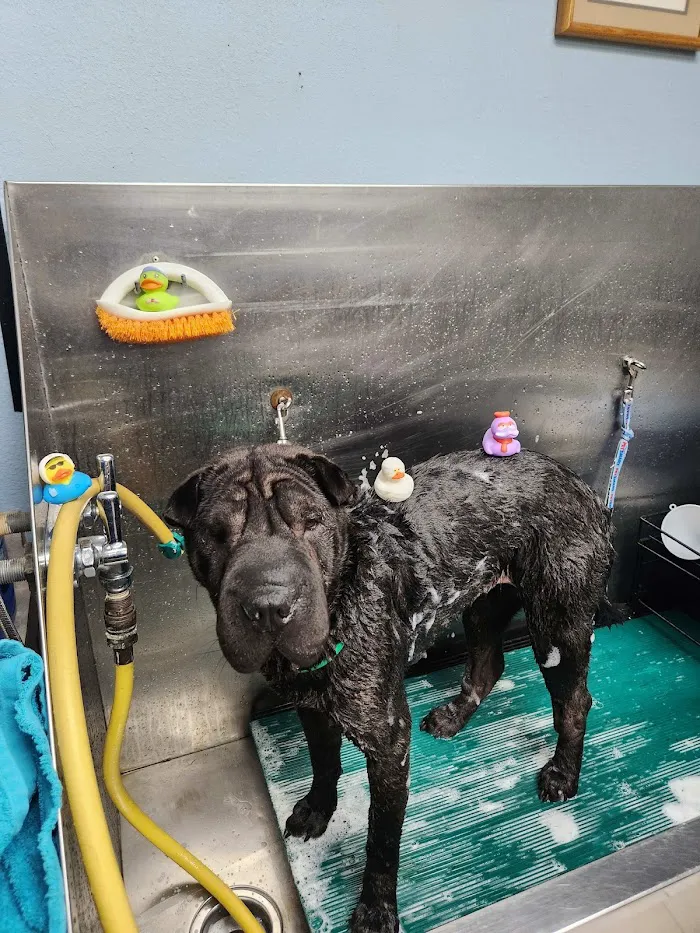 VCA Baywood Animal Hospital & Pet Resort 12