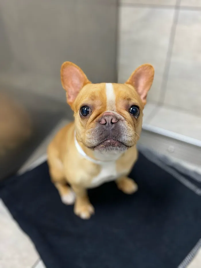 VCA Baywood Animal Hospital & Pet Resort 12